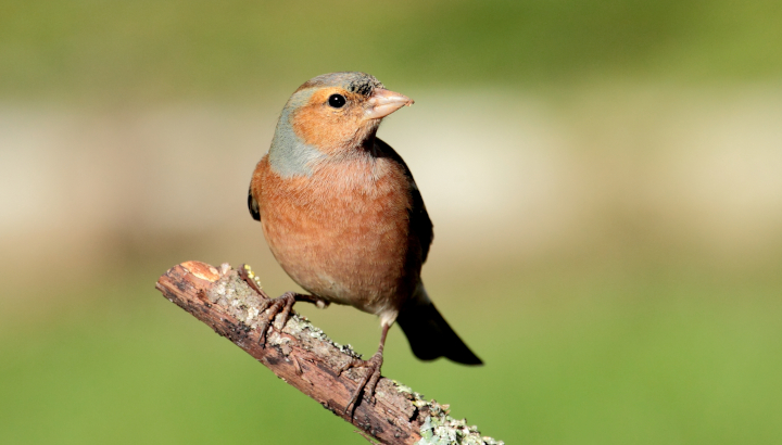 Initiation aux chants d’oiseaux dans un parc urbain